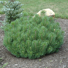 Plant Photo 4