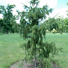 Plant Photo 6