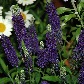 Plant Photo 8