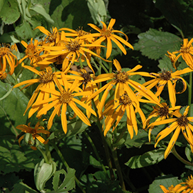 Plant Photo 4