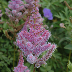 Plant Photo 7