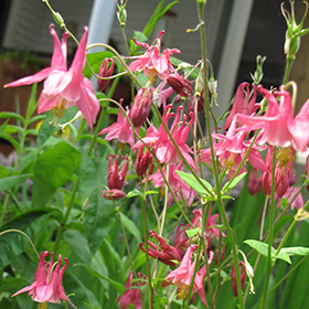Plant Photo 2