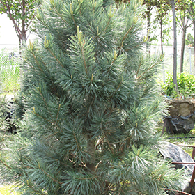 Plant Photo 6