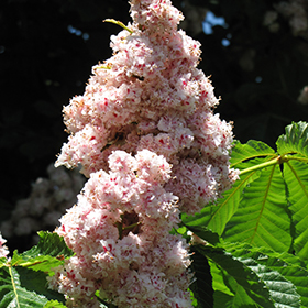Plant Photo 2
