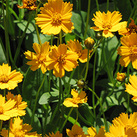 Plant Photo 4