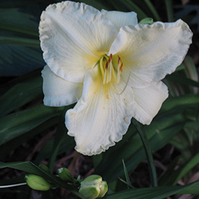 Plant Photo 8