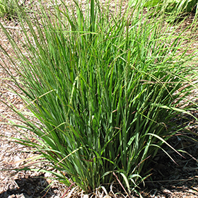 Plant Photo 7