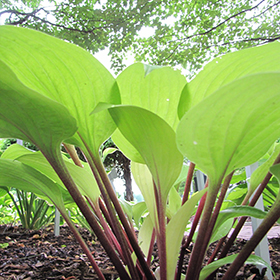 Plant Photo 5