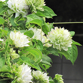 Plant Photo 8