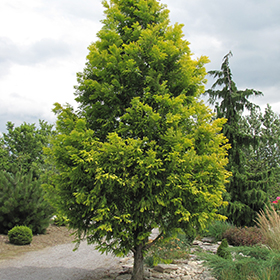 Plant Photo 5
