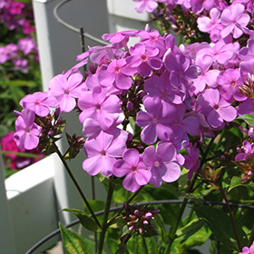 Plant Photo 4