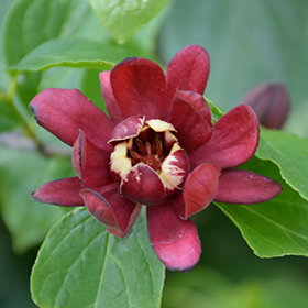 Plant Photo 8