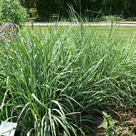 Plant Photo 3
