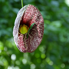 Plant Photo 2