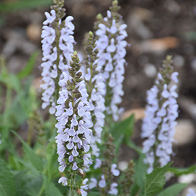 Plant Photo 3