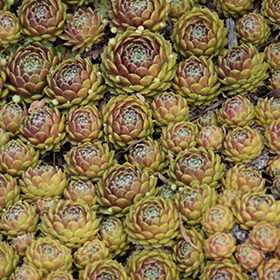 Plant Photo 6