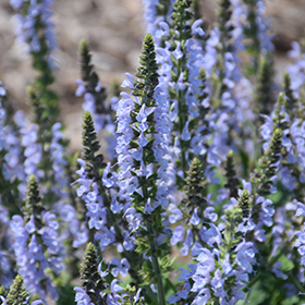 Plant Photo 9