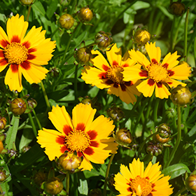Plant Photo 5