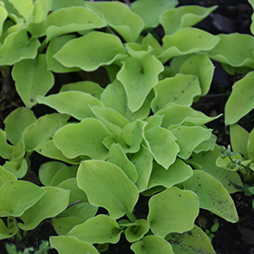 Plant Photo 3