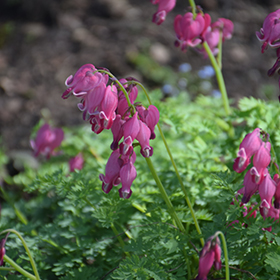 Plant Photo 3