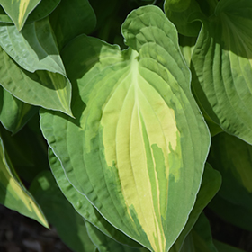 Plant Photo 10