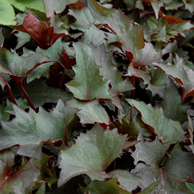 Plant Photo 1