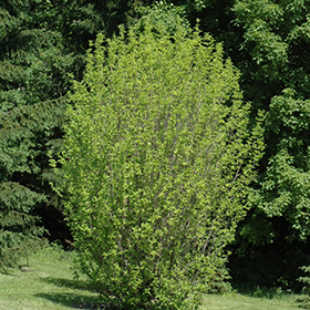 Plant Photo 3