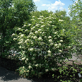 Plant Photo 4