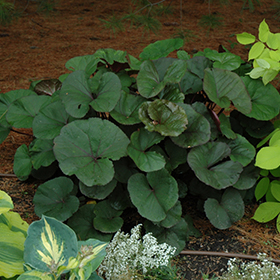 Plant Photo 3