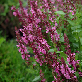 Plant Photo 7