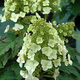 Plant Photo 2