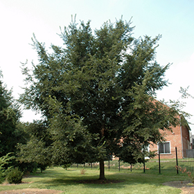Plant Photo 2