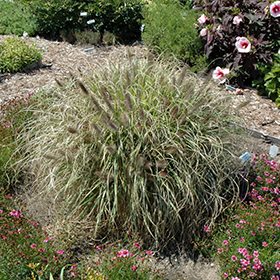 Plant Photo 8