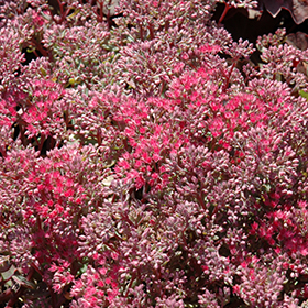 Plant Photo 10