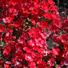 Plant Photo 2