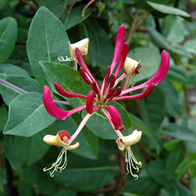 Plant Photo 3