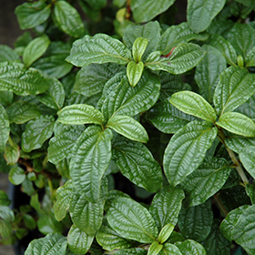 Plant Photo 3