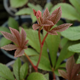 Plant Photo 1