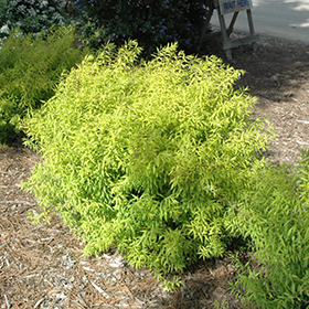 Plant Photo 8