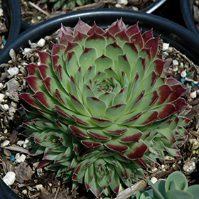 Plant Photo 5