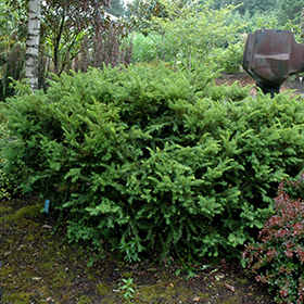 Plant Photo 9