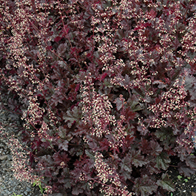 Plant Photo 9