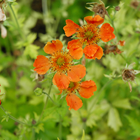 Plant Photo 1
