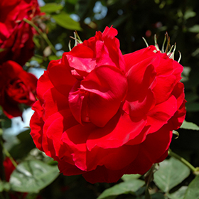 Plant Photo 5