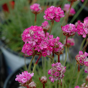 Plant Photo 6