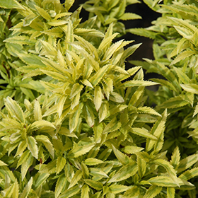 Plant Photo 3