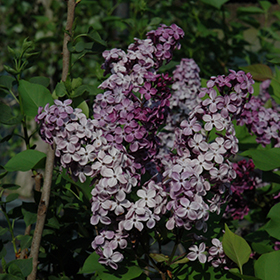 Plant Photo 6