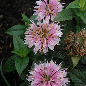 Plant Photo 10