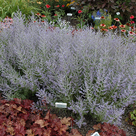 Plant Photo 1