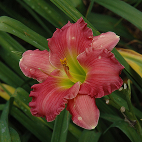 Plant Photo 8